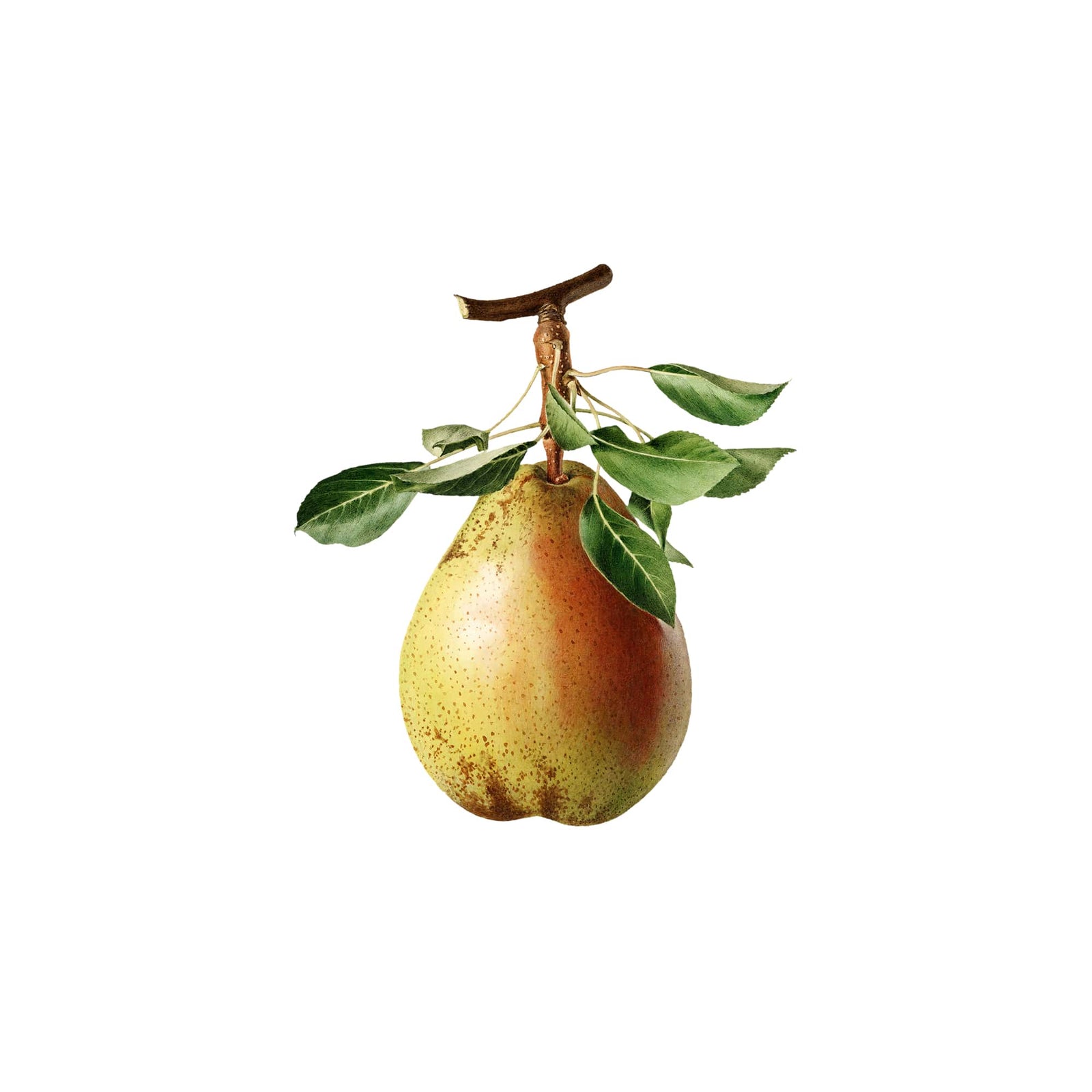 Organic Sweet Pears, 1 lb